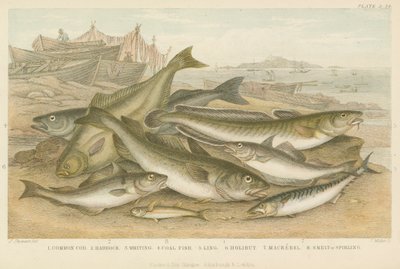 Poissons de l