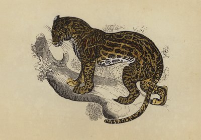 Ocelot - English School