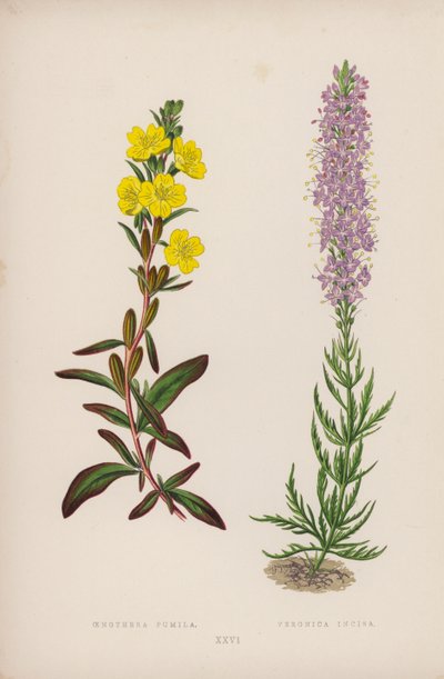 Oenothera Pumila; Veronica Incisa - English School