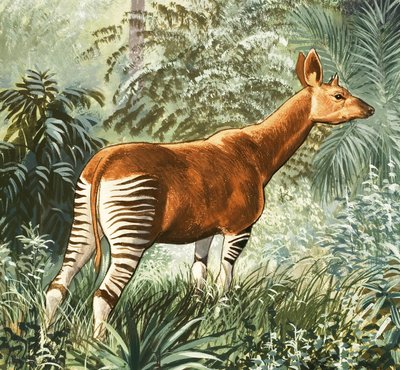 Okapi - English School
