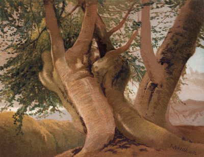 Vieux troncs de hêtre dans le bois de Burnham - English School