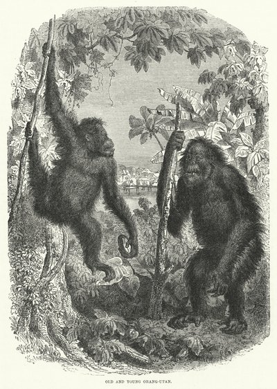 Orang-outan vieux et jeune (gravure) - English School