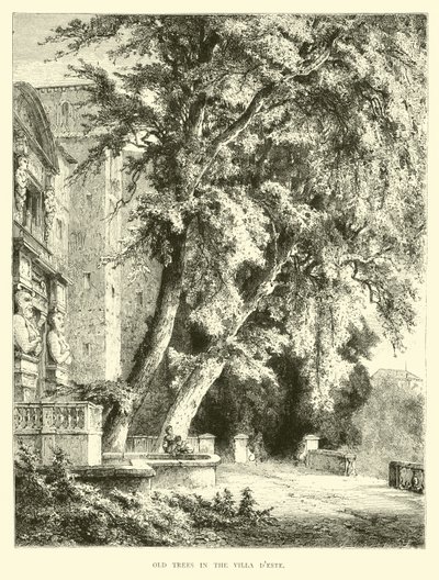 Vieux arbres dans la Villa d