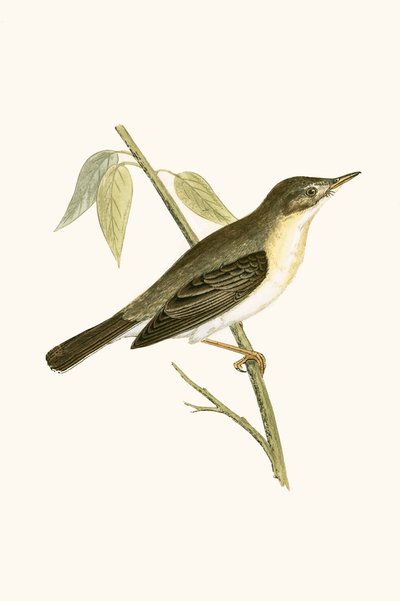 Fauvette olivâtre, illustration de 