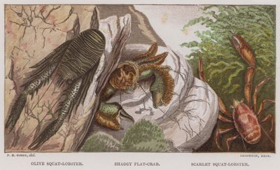 Squat-lobster olive, crabe plat hirsute, squat-lobster écarlate - English School
