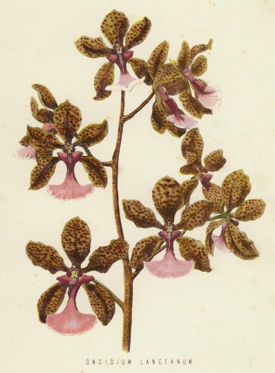 Oncidium Lanceanum - English School