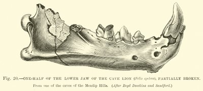 Moitié de la mâchoire inférieure du Lion des cavernes (Felis spelaea), partiellement cassée - English School