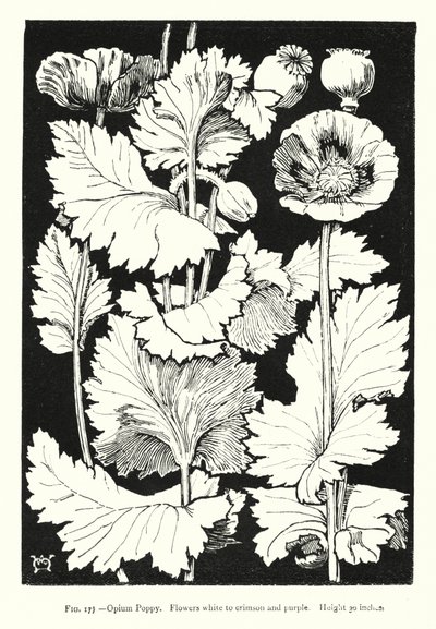 Pavot à opium ; Fleurs blanches à cramoisies et violettes ; Hauteur 30 pouces - English School