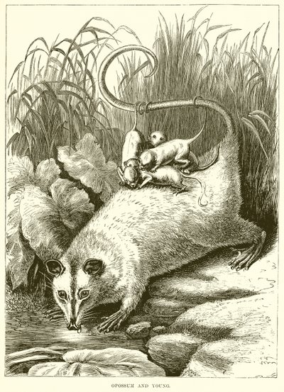 Opossum et jeune - English School