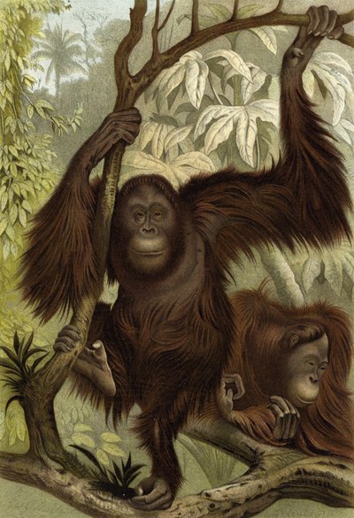 Orang-Outan - English School