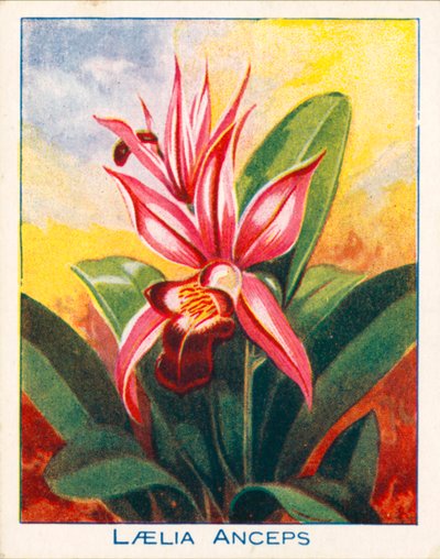 Orchidées : Laelia Anceps (lithographie couleur) - English School