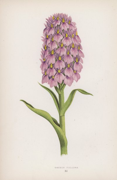 Orchis Foliosa - English School