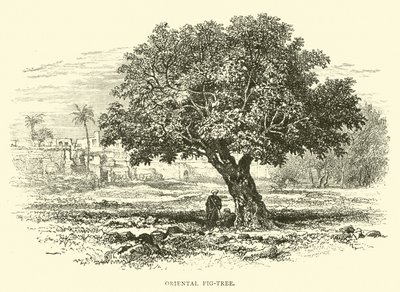 Figuier oriental - English School