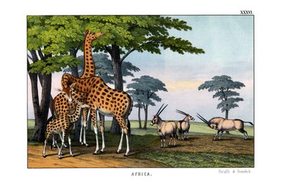 Oryx - English School