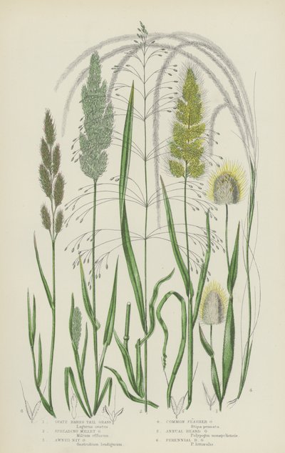 Herbe à queue de lièvre, millet étalé, nit herbe, stipe commune - English School
