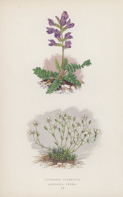 Oxytropis Pyrenaica; Arenaria Verna - English School