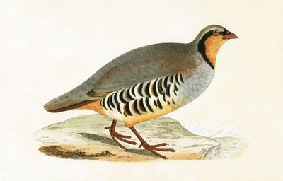 P Graeca, Var, illustration de 