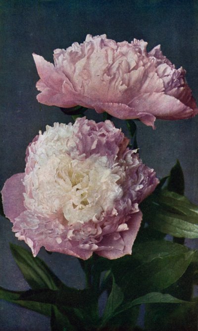 Pivoine, Dame de l