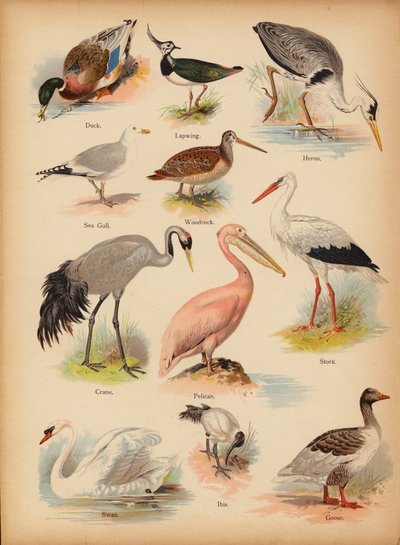 Page de The Little Folks’ Picture Natural History, vers 1900 - English School
