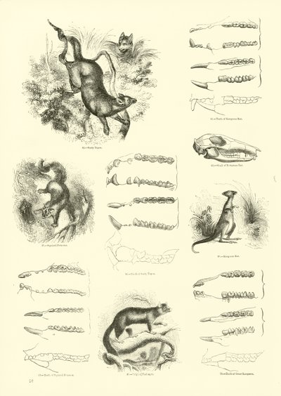 Page du Musée Pictural de la Nature Animée - English School