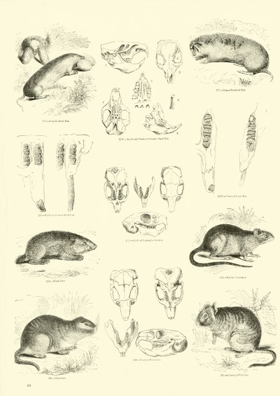 Page du Musée Pictural de la Nature Animée - English School