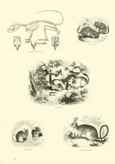 Page du Musée Pictural de la Nature Animée - English School