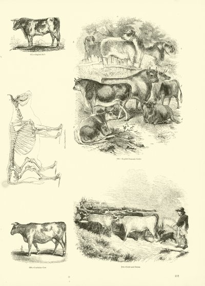 Page du Musée Pictural de la Nature Animée - English School
