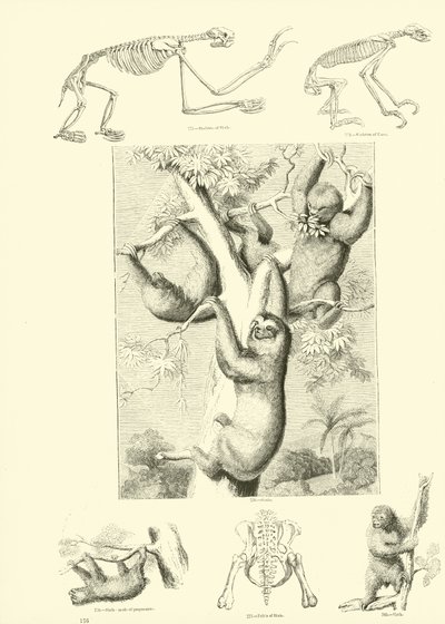 Page du Musée Pictural de la Nature Animée - English School