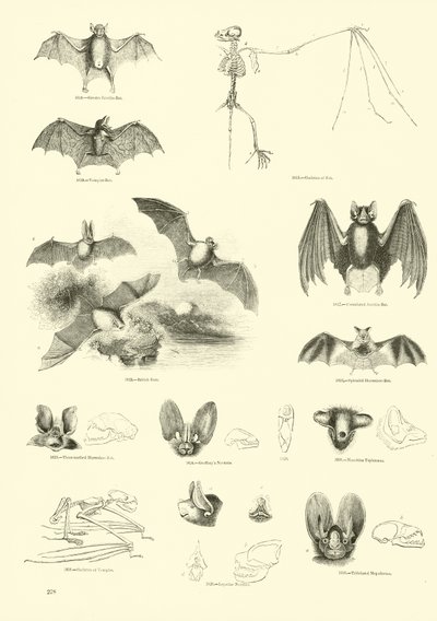 Page du Musée Pictural de la Nature Animée - English School