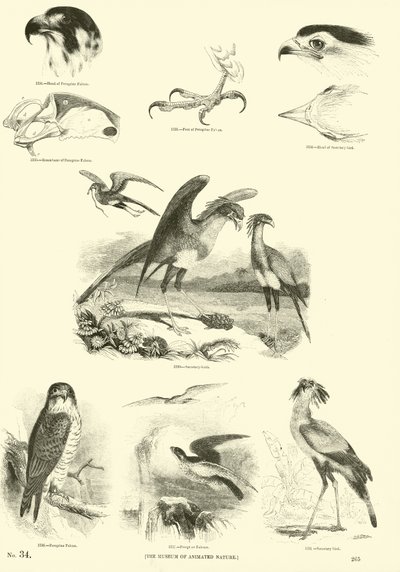 Page du Musée Pictural de la Nature Animée - English School