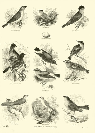 Page du Musée Pictural de la Nature Animée - English School