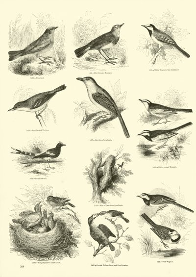 Page du Musée Pictural de la Nature Animée - English School