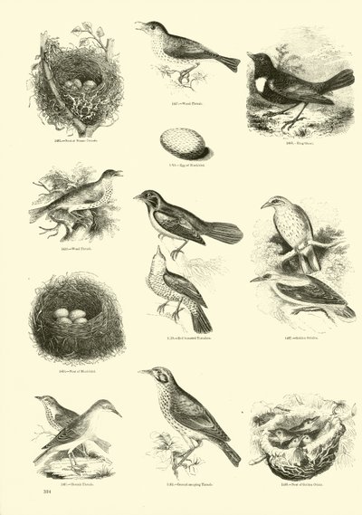 Page du Musée Pictural de la Nature Animée - English School