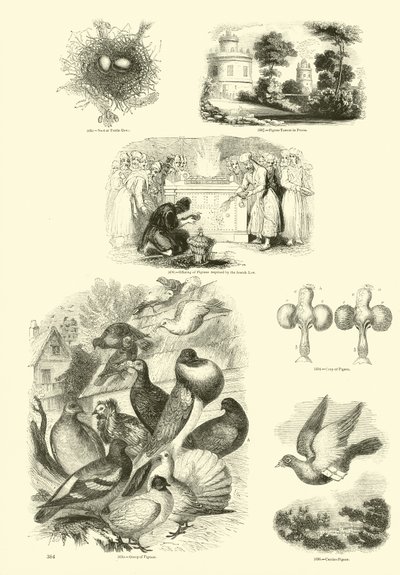 Page du Musée Pictural de la Nature Animée - English School