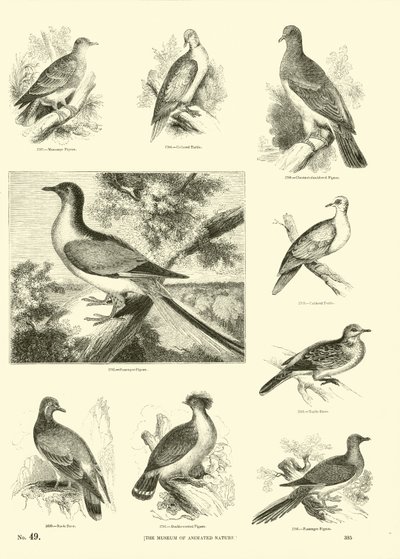 Page du Musée Pictural de la Nature Animée - English School