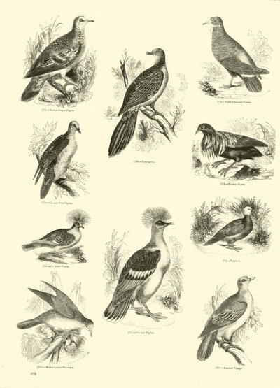 Page du Musée Pictural de la Nature Animée - English School