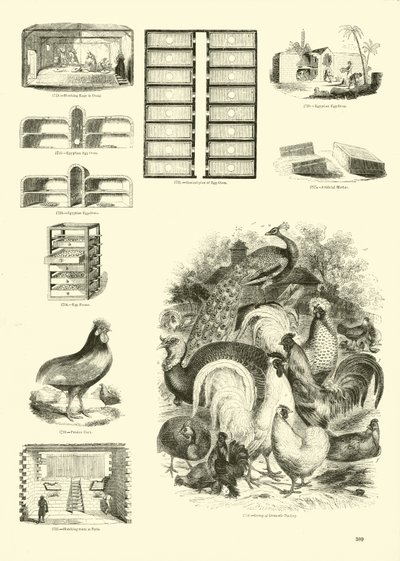 Page du Musée Pictural de la Nature Animée - English School