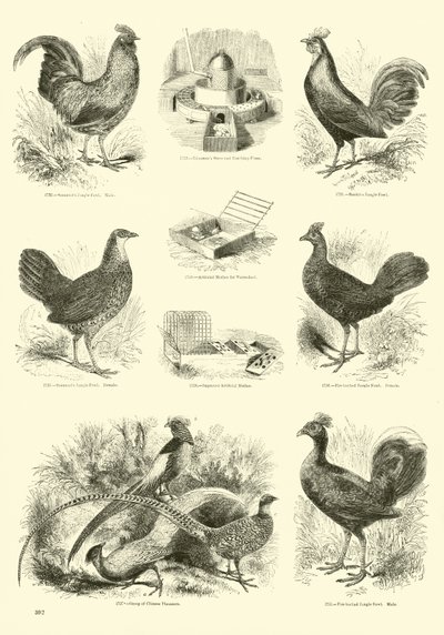 Page du Musée Pictural de la Nature Animée - English School