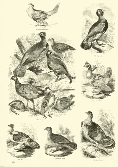 Page du Musée Pictural de la Nature Animée - English School