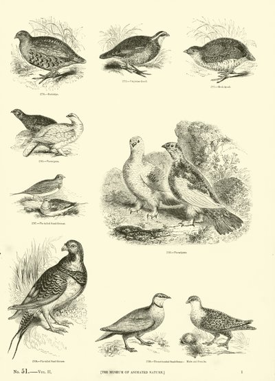 Page du Musée Pictural de la Nature Animée - English School