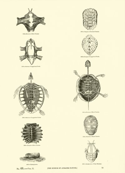 Page du Musée Pictural de la Nature Animée - English School