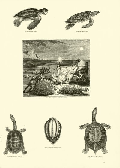 Page du Musée Pictural de la Nature Animée - English School