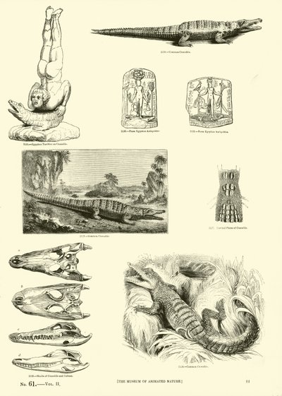 Page du Musée Pictural de la Nature Animée - English School