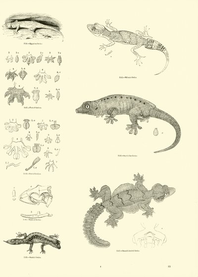 Page du Musée Pictural de la Nature Animée - English School
