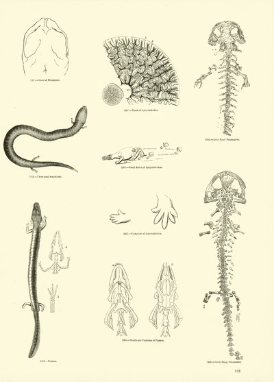 Page du Musée Pictural de la Nature Animée - English School