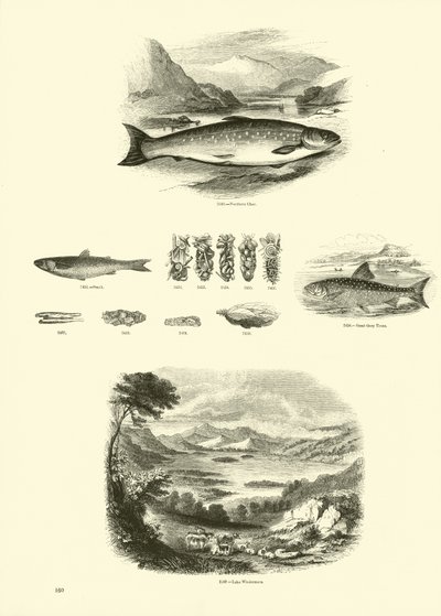 Page du Musée Pictural de la Nature Animée - English School