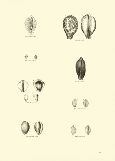 Page du Musée Pictural de la Nature Animée - English School