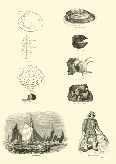 Page du Musée Pictural de la Nature Animée - English School