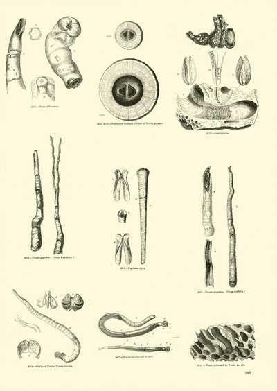Page du Musée Pictural de la Nature Animée - English School
