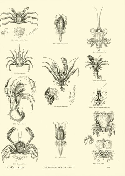 Page du Musée Pictural de la Nature Animée - English School